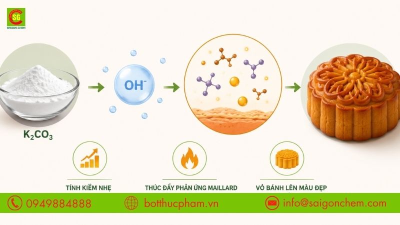 Cơ chế Kali Carbonate l&agrave;m b&aacute;nh trung thu